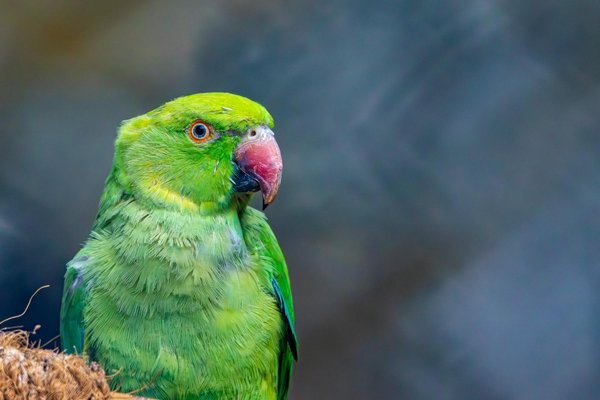 Wat zijn de belangrijkste factoren bij het kiezen van een hondenhotel?