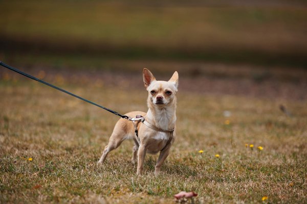 Welke signalen wijzen op angst bij honden en hoe kun je helpen?