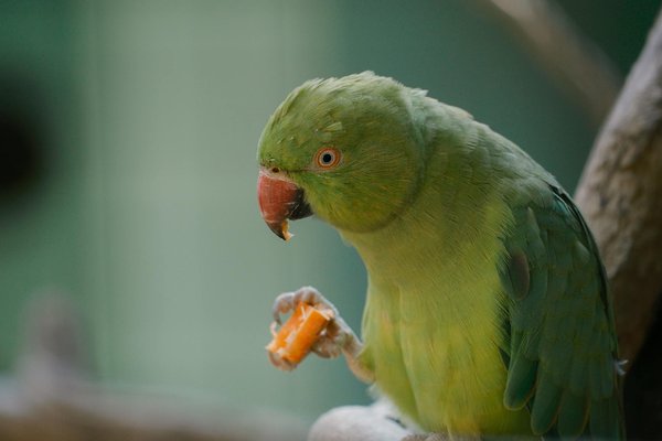 Hoe kun je je kat leren om niet op tafel te springen?