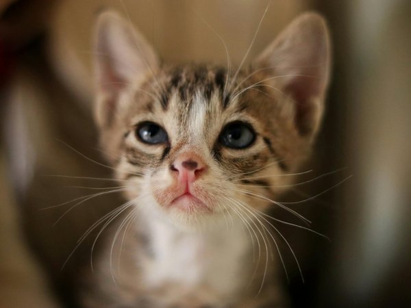 Wat zijn de voordelen van het adopteren van een schildpad?