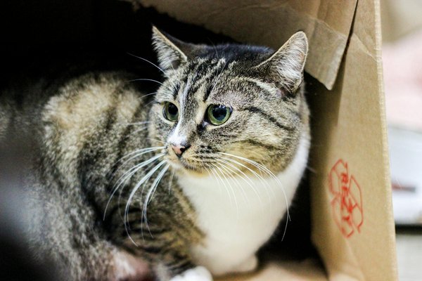 Hoe kan ik de interactie tussen mijn kinderen en huisdieren beheren?